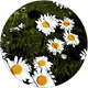 Hacer Yalman profil fotoğrafı